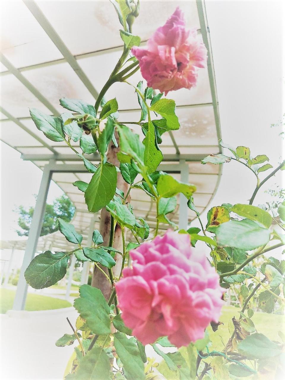 The White Garden Premier Saraburi Hotel Ban Dao Ruang  Exterior photo